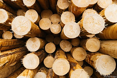 Kritik an Holz-Verstromung
 - Hausach, APA/dpa