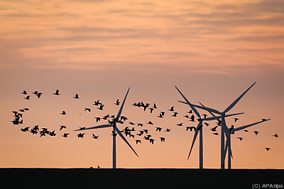 Windkraft stabilisiert Strompreis
 - Schlüttsiel, APA/dpa