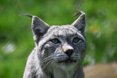 Linces em vez de turbinas eólicas - Cleebronn, APA/dpa